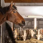 古特恩哈根假日酒店 公寓式酒店 Rossleithen