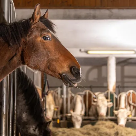 Gut Enghagen Apart Otel Rossleithen